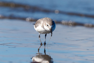Wrybill Endemic Shorebird of New Zealand