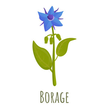 Borage flower icon. Cartoon of borage flower vector icon for web design isolated on white background