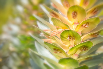 Fototapeta na wymiar Colourful Proteas and flowers of the Cape Floral Kingdom