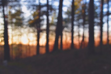 blurry sunset in forest