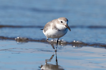 Wrybill Endemic Shorebird of New Zealand