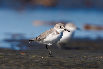 Wrybill Endemic Shorebird of New Zealand