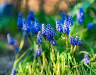 Fototapeta premium blue flowers in the garden