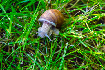 snail in the grass, snail close up