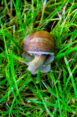 snail in the grass, snail close up