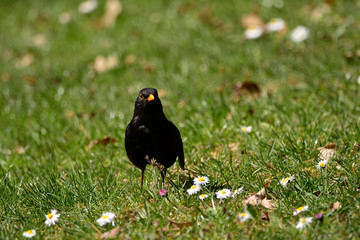 Blackbird on the green grass on a Sunny day close up