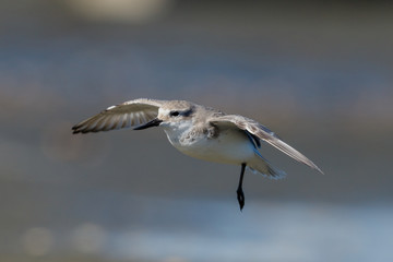 Wrybill Endemic Shorebird of New Zealand