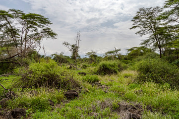 African tropical landscape in Amboseli