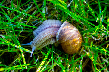 snail in the grass, snail close up