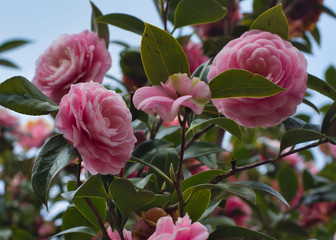 Pink flowers for background image