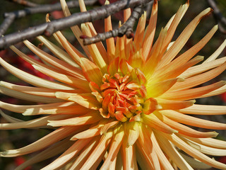 Kwiat  © wedrownik52