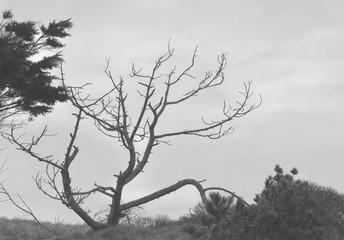 tree in dunes