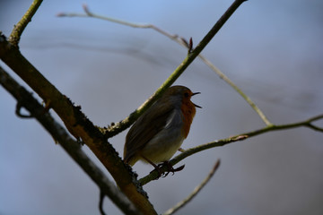 Songbird on the green grass on a Sunny day