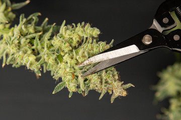 Growers trim their pot buds before drying. Mans hands trimming marijuana bud.