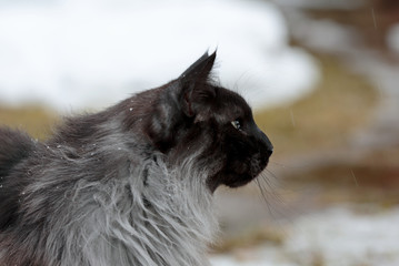 A profile line of a black smoke norwegian forest cat male