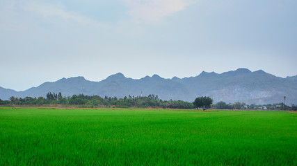 Jasmine rice fields, dry season in Thailand