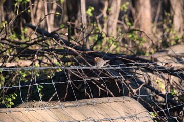 bird on fence