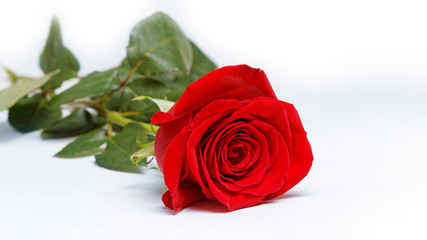 Single red rose on white background. Shallow focus.