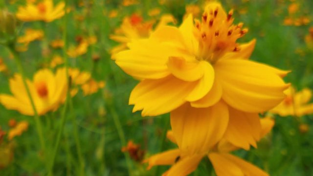 yellow cosmos sulphureus flower, sulfur cosmos and yellow cosmos flower, green leafs, blooming yellow cosmos flower, orange flower, cosmo flower yellow, beautiful cosmo flower, orange cosmo flower, ye