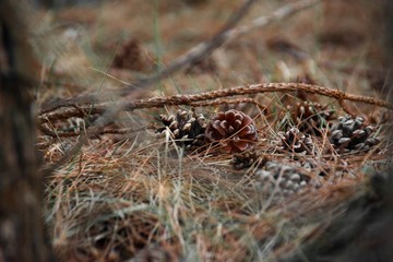 pinecone in forest