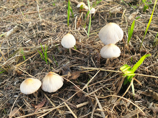 Inedible mushrooms growing in the forest.