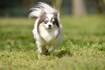 ドッグランで遊ぶチワワ