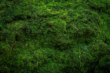 Beautiful Bright Green moss grown up cover the rough stones and on the floor in the forest. Show...