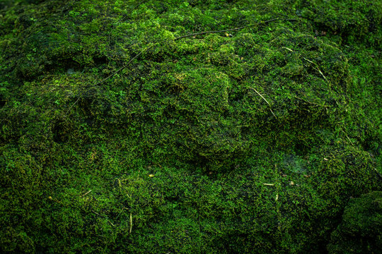Moss Images – Browse 1,519,488 Stock Photos, Vectors, and Video