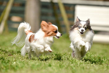 ドッグランで遊ぶチワワとパピヨン