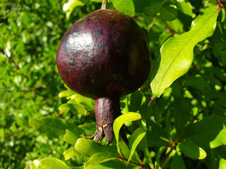 Black pomegranate growing on a tree.