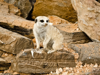 Erdmännchen, Suricata Suricatta,  - Als Wächter für den  Familienverband beobachtet es neugierig...