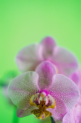 flowering pink orchid,  orchid, sprig of orchid on green background, 
houseplants