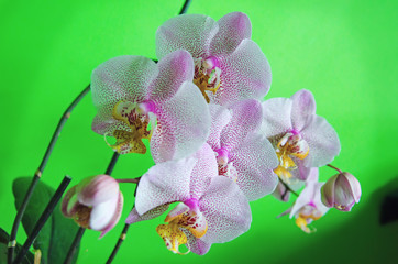 flowering pink orchid,  orchid, sprig of orchid on green background, 
houseplants