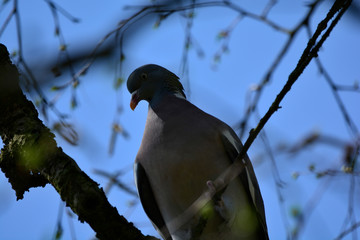Turtlevode on a branch close up
