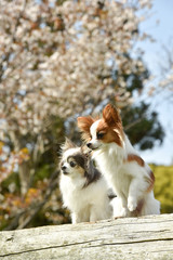 Obraz premium 桜を見るチワワとパピヨン
