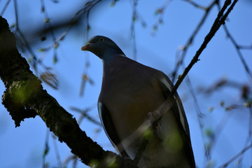 Turtlevode on a branch close up