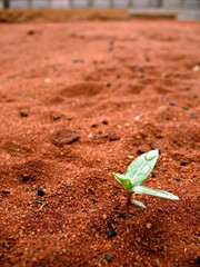Sprout
In Mozambique, Africa