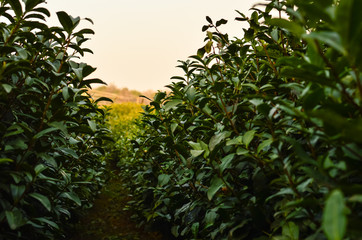 Endless rows of tea plantations in chinese town Hangzhou. Cradle of a tea production and history of...