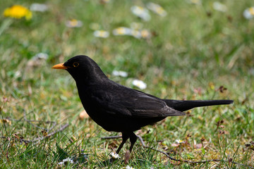 Blackbird on the green grass on a Sunny day close up