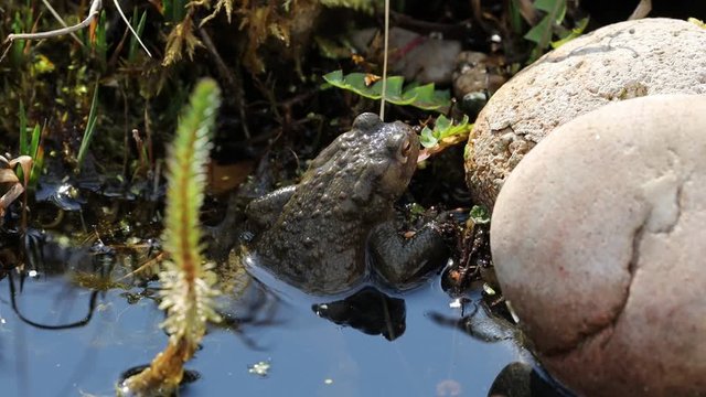 Eine Erdkr&ouml;te klettert aus dem Gartenteich in ihr Tagesversteck unter einem grossen Stein