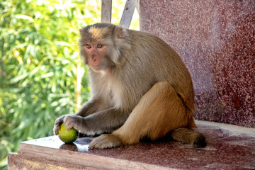 A monkey sitting on house roof