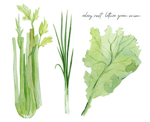 Hand painted vegetable celery root, lettuce and green onion. Watercolor vegeterian healthy food  for design menu, veggie blog, the web page design cookbook.