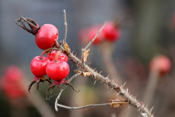 owoce dzikiej róży na jesiennym krzaku