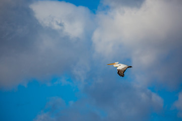 Amazingly beautiful big Dalmatian single pelican flying with big span of wings. Cloudy winter blue sky over Porto Lagos, Northern Greece. Picturesque frozen moment of Nature