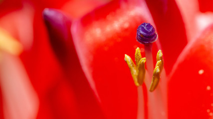 Bromeliad in flower. Closeup