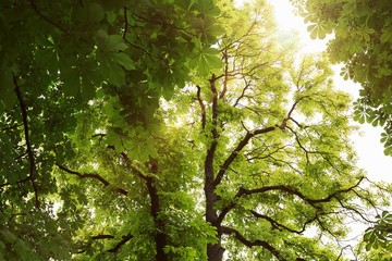 Sun shines through trees and treetops