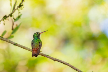 Rufous-tailed hummingbird