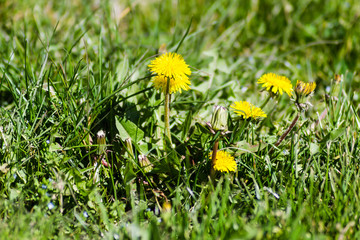 Yellow butter flowers surrounded by meadow plants 