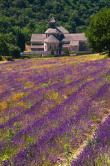 Fototapeta na wymiar Sénanque Monastery - France. Beautiful landscape.