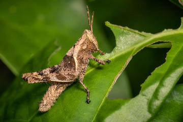 Grasshopper on leaf